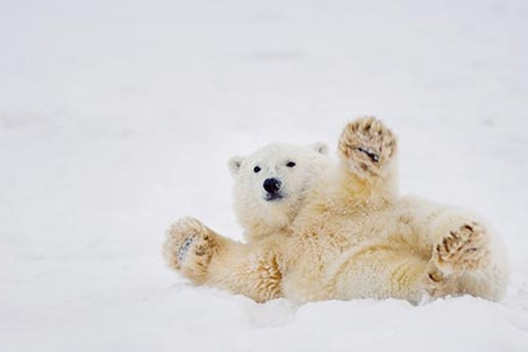 Polar bear cub at ANWR