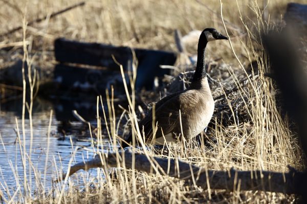 Goose emerging from water. thumbnail