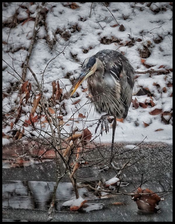 A Great Blue Heron enduring the limits of winter thumbnail