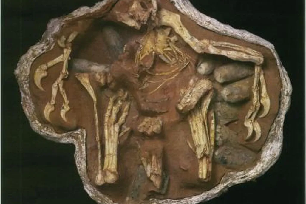 20110520083307oviraptor-brooding.jpg