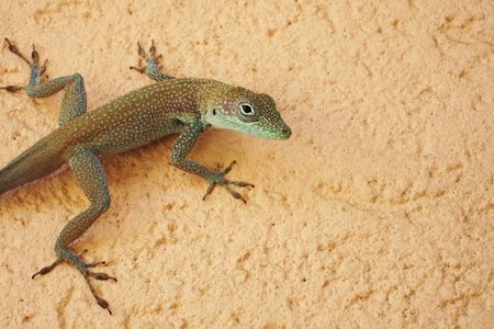 The vast diversity of anole lizards found throughout the Americas helps scientists understand what factors drive the evolution of life. (goatling, CC BY 2.0)