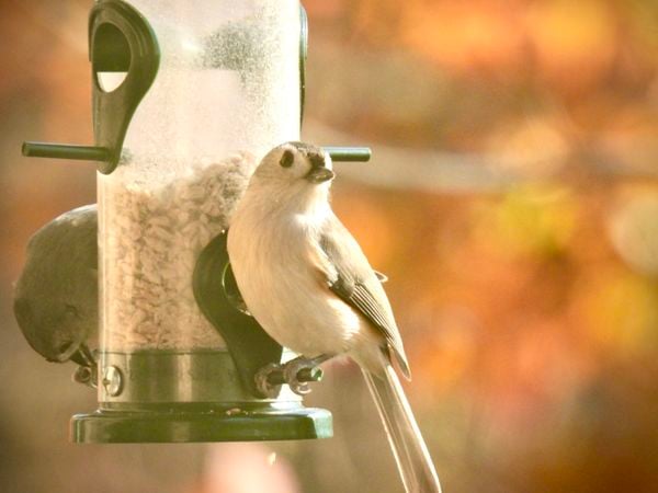 TUFTED TITMOUSE ON BIRD FEEDER thumbnail