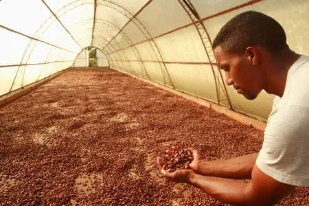 Cacao beans drying in the Dominican Republic