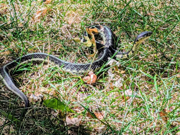 Garter Snake thumbnail