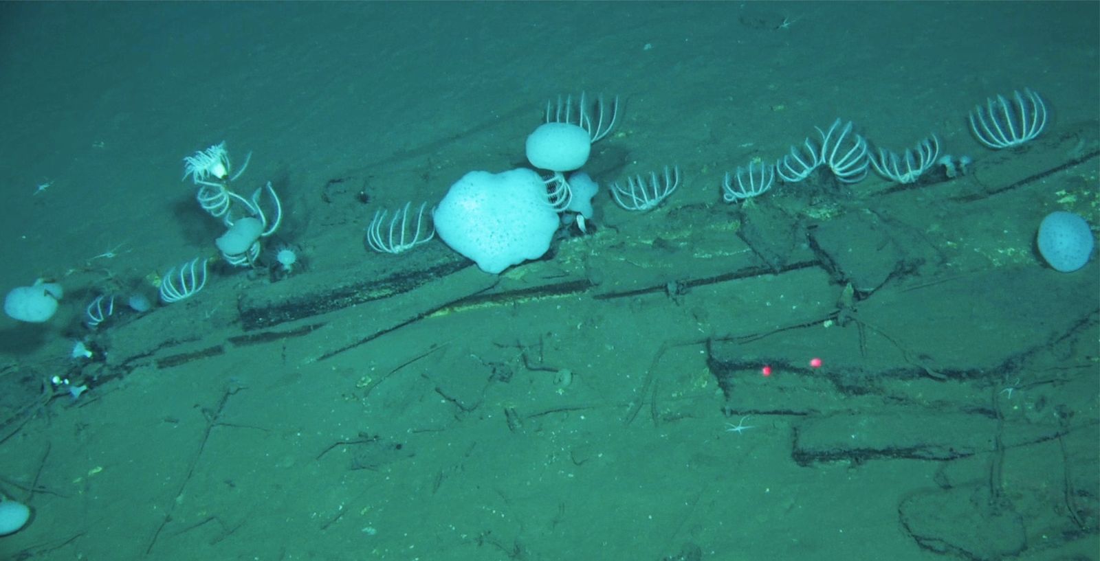 Scientists Discover the World's Largest, Deepest Whale Graveyard, Where Cetacean Remains Have Been Piling Up for Five Million Years