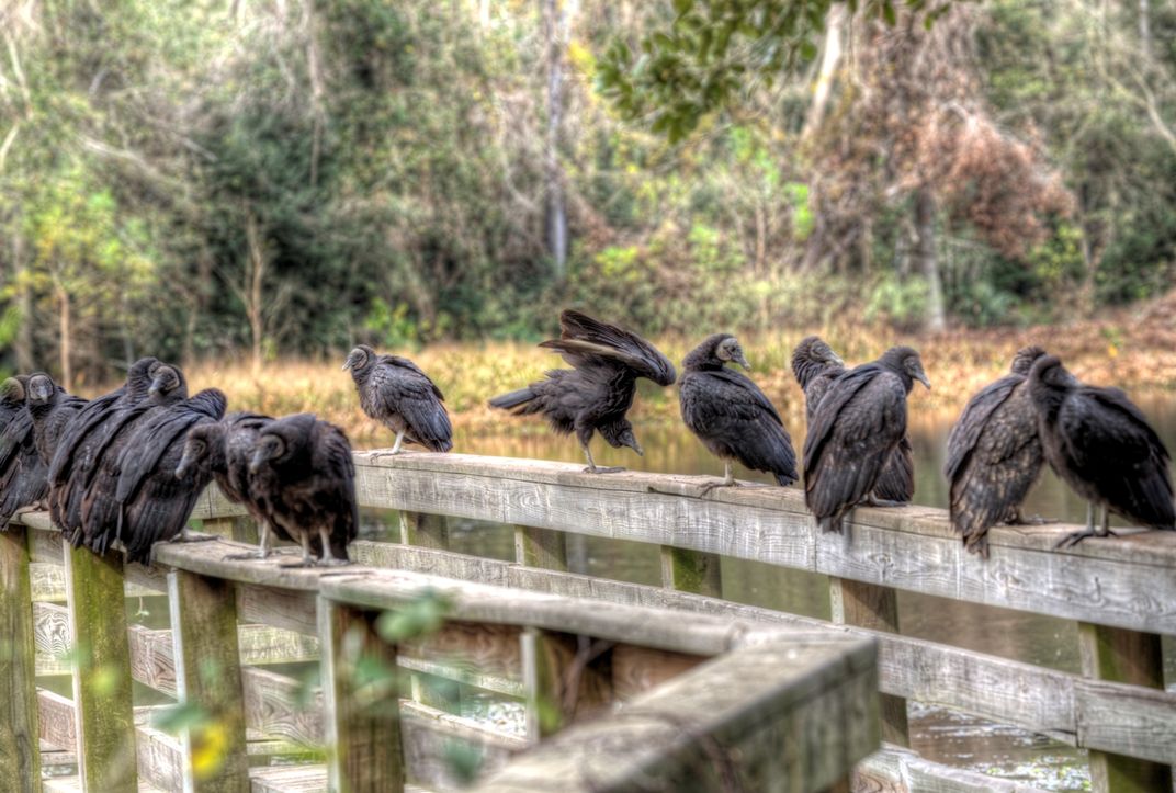 A kettle of Turkey Vultures at Brazos Bend State Park Smithsonian