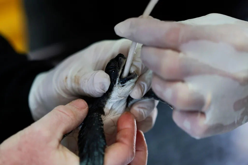 A small turtle is held with its mouth open. A tube is entering the turtle's mouth.