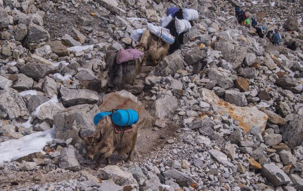 Yaks and Trekkers: Together on the Path to Himalayas thumbnail