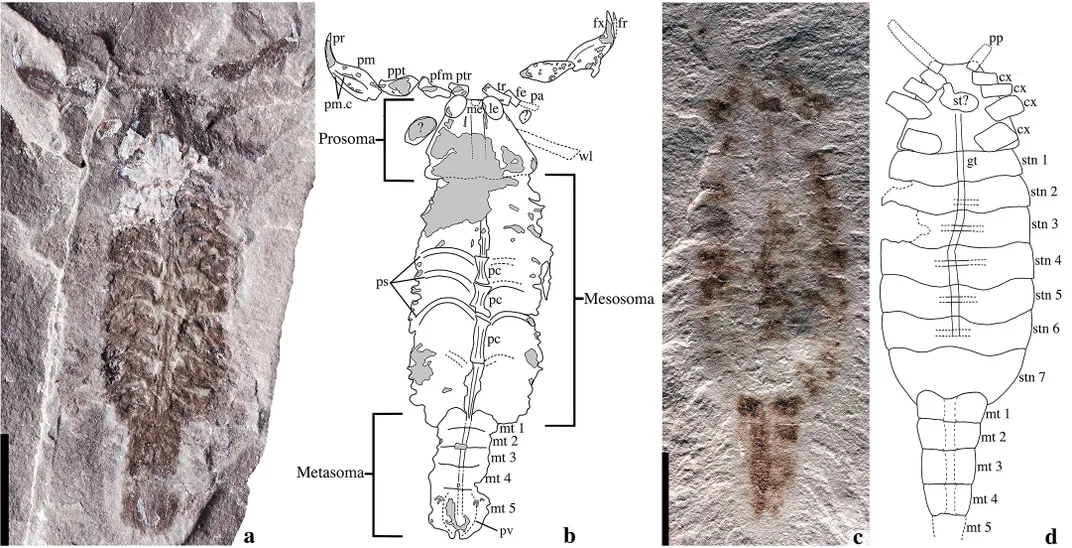 Parioscorpio Figure 1