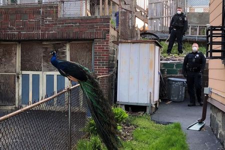 A quick-thinking Boston police officer used an electronic mating call to lure an escaped peacock into a fenced-in yard.
