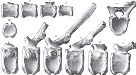 Part of Plate XII from Leidy's Cretaceous Reptiles of the United States, showing some vertebrae from Hadrosaurus.