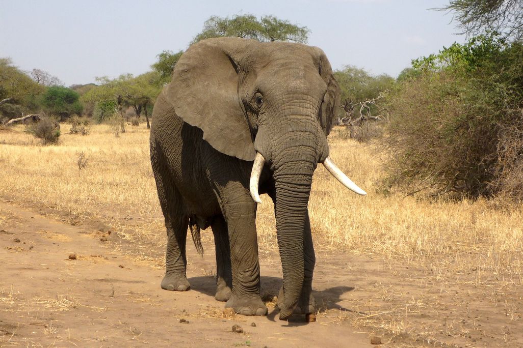 An elephant
