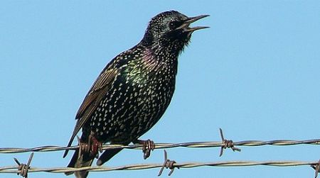 There are 200 million European starlings in North America