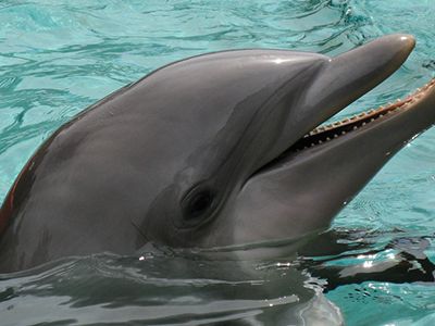 New work suggests that dolphins each have their own distinctive whistle, and respond to hearing their sound made by calling right back.