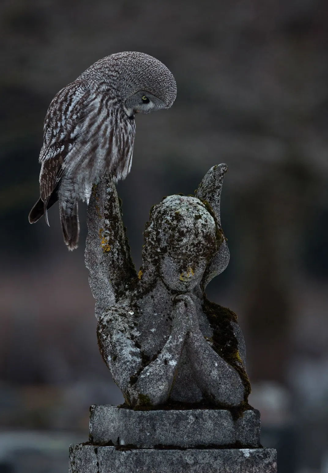 an owl sits on the wing of a small angel statue. The angel's hands are clasped in prayer, and the owl's head is bowed down, looking at the statue