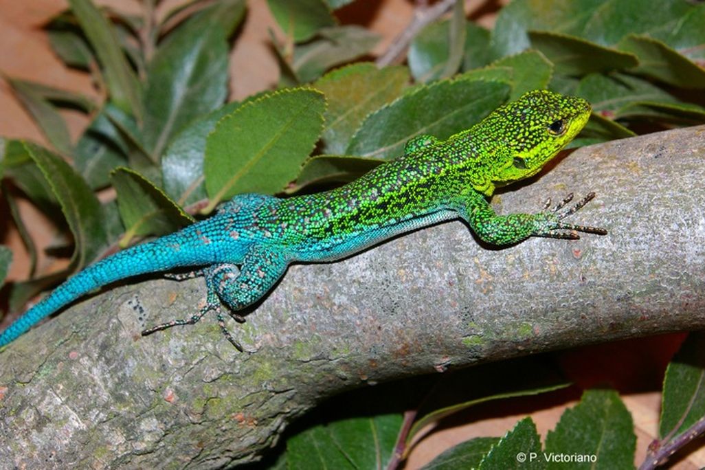 lizard.jpg