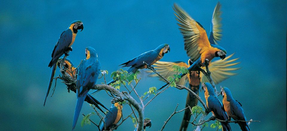  Amazon macaws 