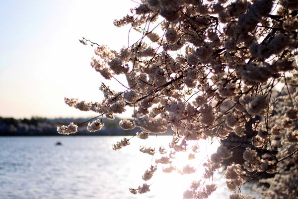 Cherry blossoms as the sun sets. thumbnail