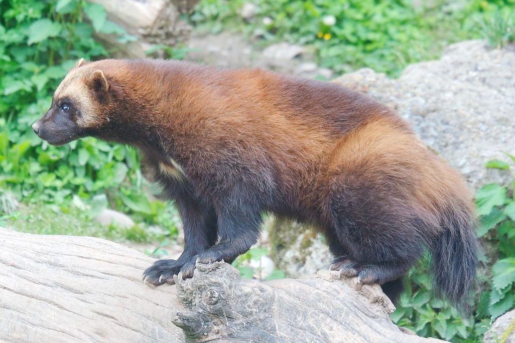 Wolverine atop tree log