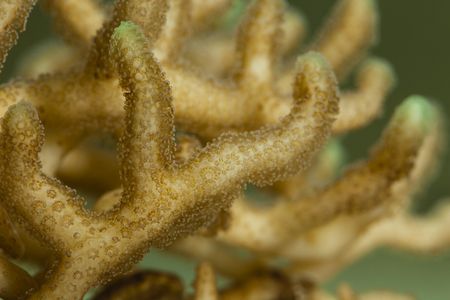 Many organisms like coral — and even people — create their own minerals to perform basic life functions. Geologists can study these biominerals to learn more about Earth. (Donald E. Hurlbert, Smithsonian)