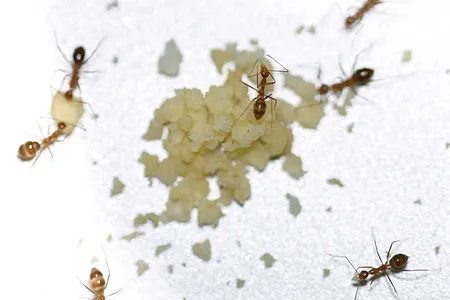 Yellow crazy ants (Anoplolepis gracilipes)