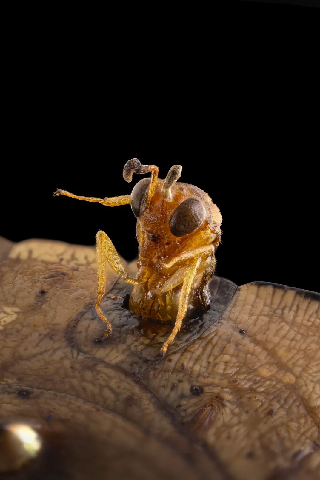 Wasp emerging from butterfly chrysalis