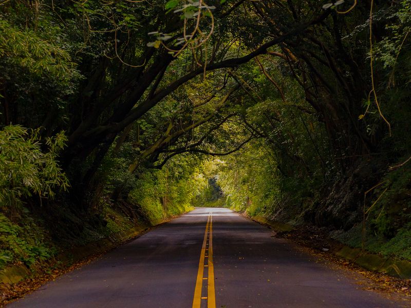 Traveling down Old Pali Road | Smithsonian Photo Contest | Smithsonian ...
