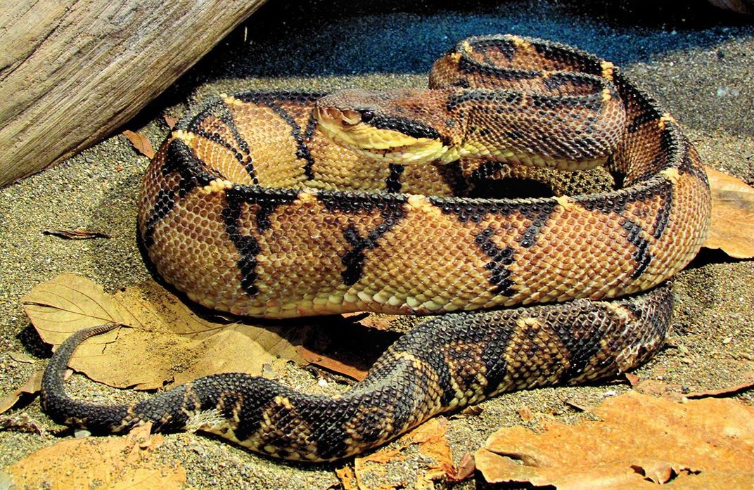 A bushmaster snake.