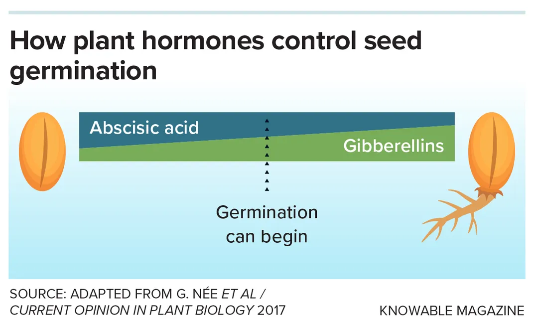 Plant Hormones and Seeds Graphic