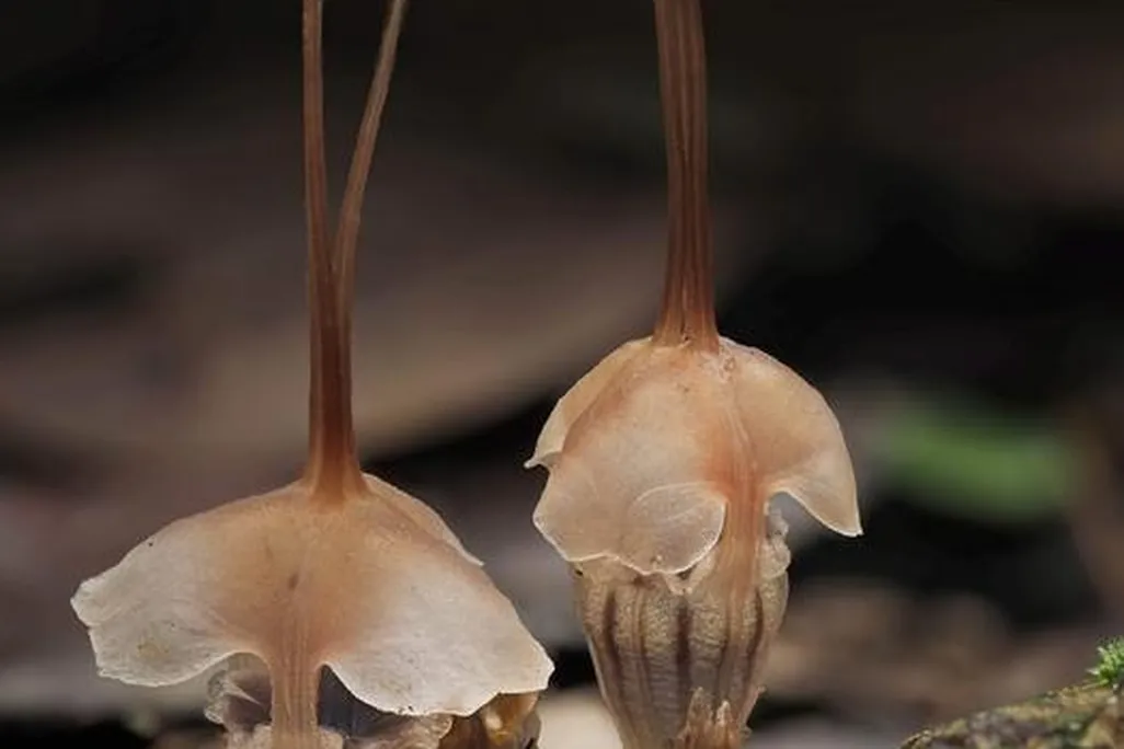 low-res_th_selangorensis_photo_by_gim_siew_tan_1_adjusted.jpg