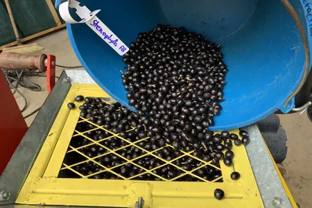 The newly rediscovered species, Coffea stenophylla, has black fruit or cherries surrounding its "beans" which are actually seeds. Plant researchers are excited by the species' tolerance of higher temperatures and desirable flavor characteristics.