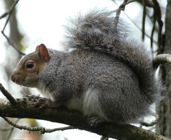 Grey Squirrel thumbnail