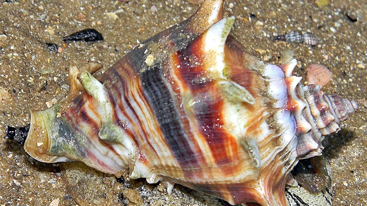 Types Of Conch In Florida Smooth Conch Channeled Whelk: A Rare Seafood