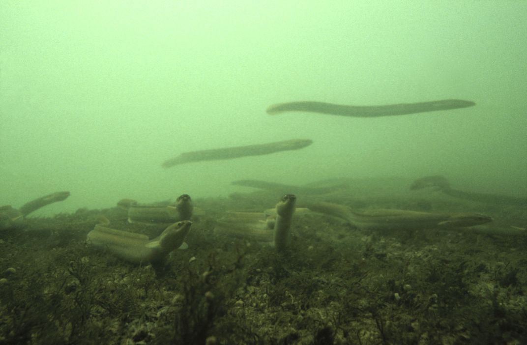 Juvenile European eels migrating up the Rhine River in Switzerland. Photo: Michel Roggo/Nature Picture Library/Corbis
