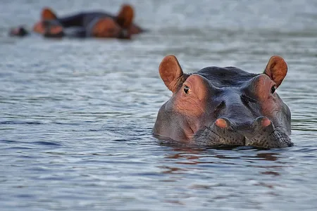 Hippos excrete 880 pounds of silica into Kenya’s Mara River every day