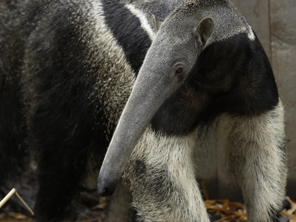 20110520110655anteater.jpg