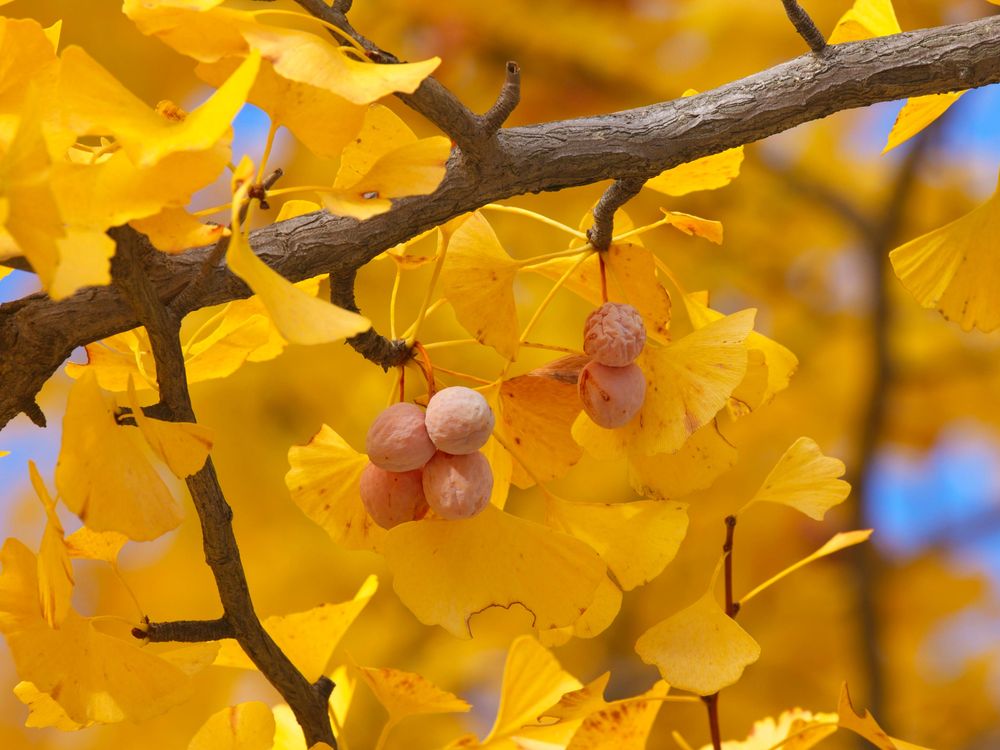 Nuts ginkgo 3 Dangerous