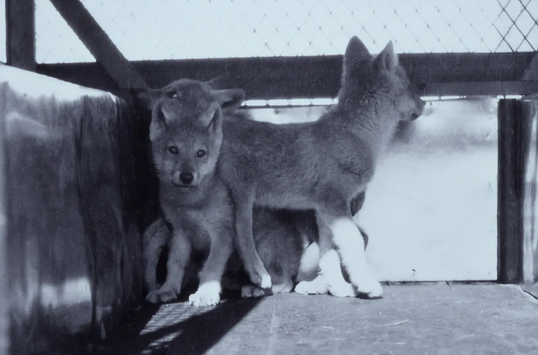 a black and white photo of wolf pups in an enclosure