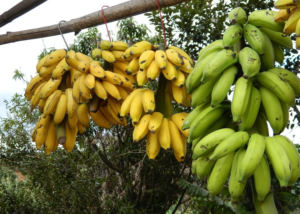 bunch-of-bananas-101594_960_720.jpg