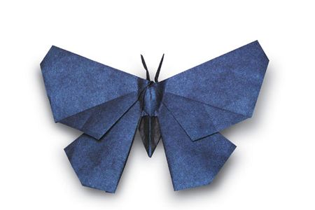 Lang's Butterfly, opus 410.