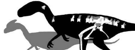 The known skeleton of Juratyrant (black outline) compared to the dinosaur Guanlong for size. The scale bar is one meter.