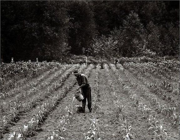 A Midwest field circa 1936