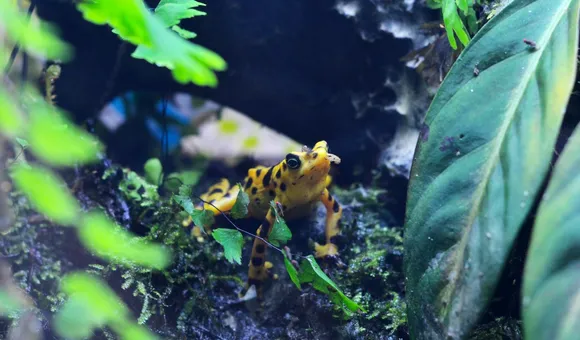 Panamanian golden frog standing among dirt and leaves