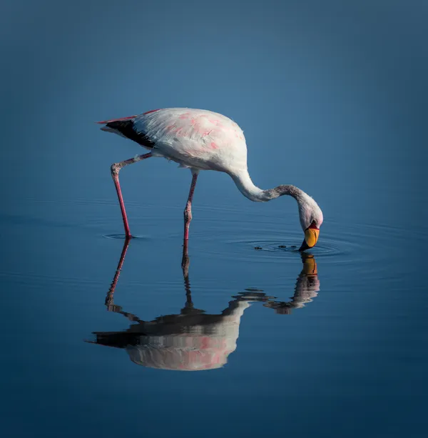 The Flamingo in color thumbnail