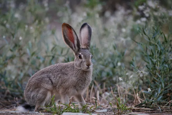 Tolai hare thumbnail