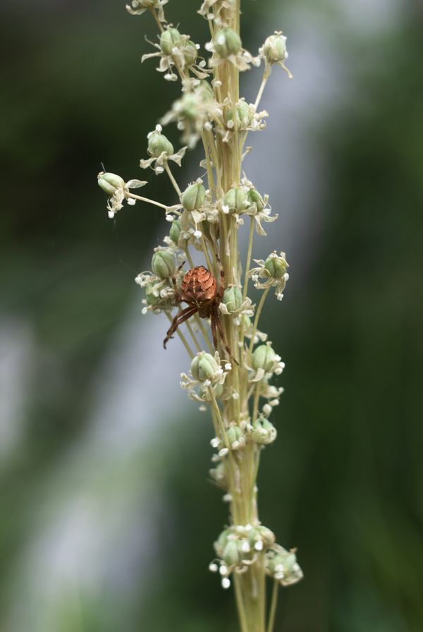 A Spider in the Gifford Pinchot, Washington thumbnail