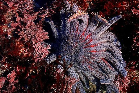 Between 2013 and 2017, 90 percent of the sunflower sea star population was wiped out from a disease called&nbsp;Sea Star Wasting Syndrome.
