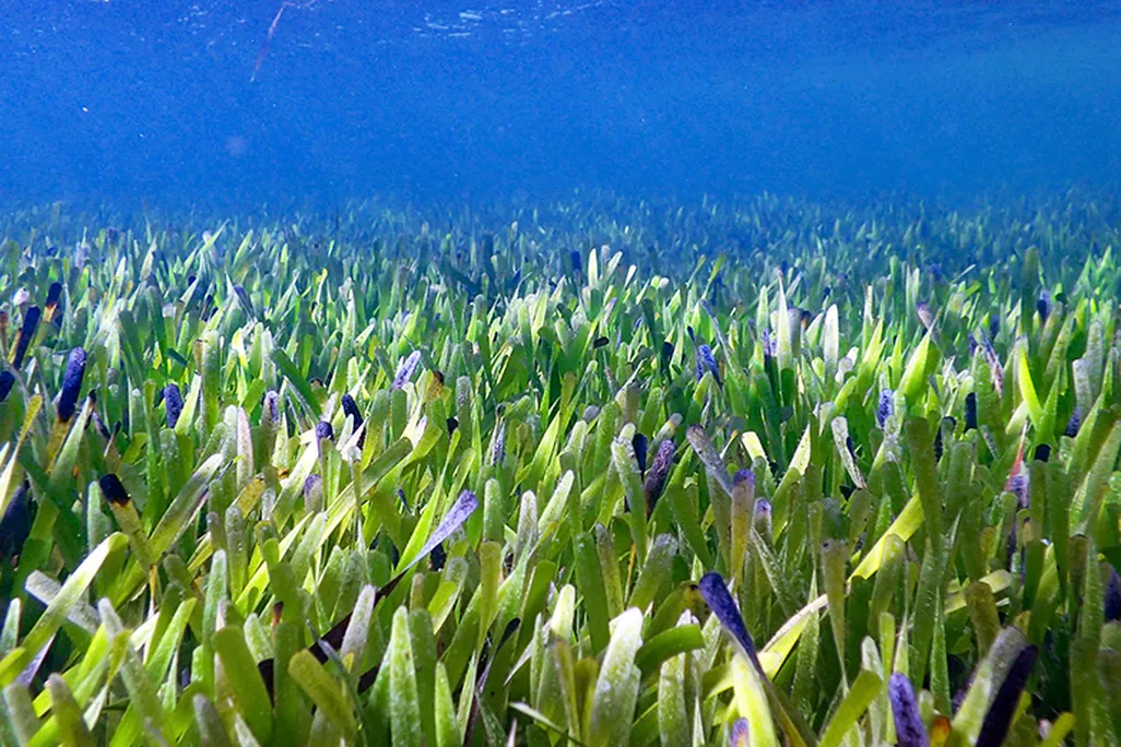 image of some seagrass in the ocean