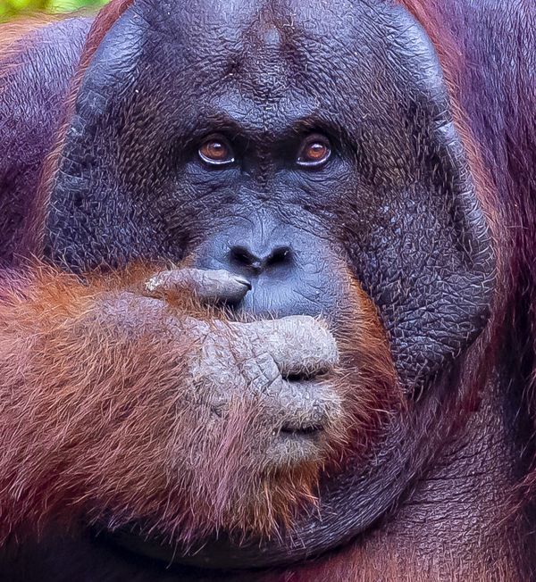 A male Orangutan looking at you thumbnail