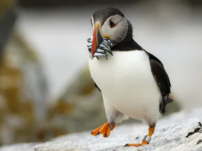 A puffin on Eastern Egg Rock carries fish to feed its young.